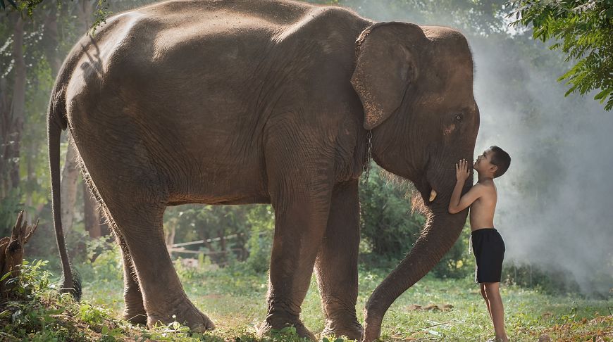 слон Тайланд 