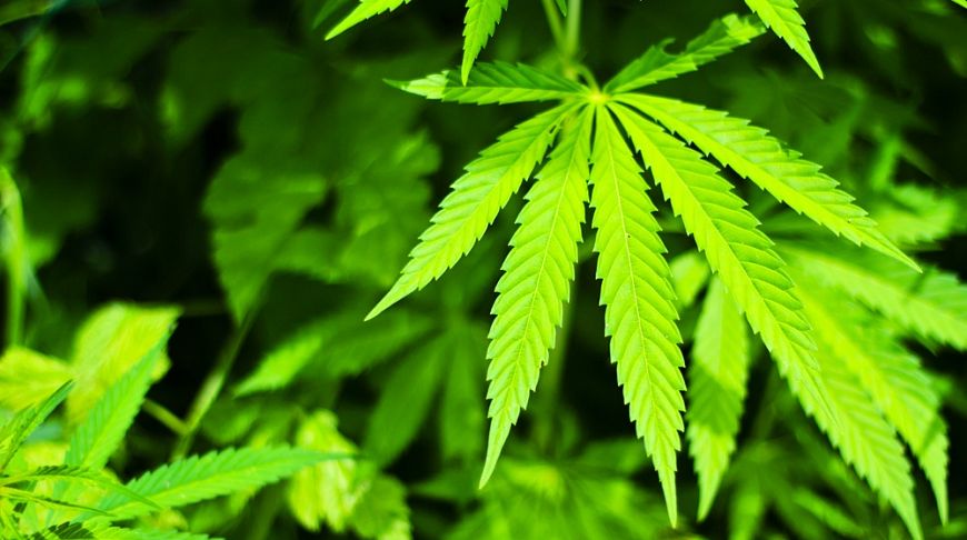 Чуйская долина марихуана семя конопли народной медицине