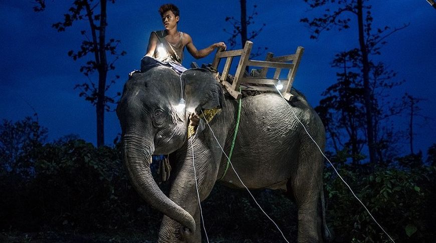 Мьянма. Молодой лесоруб и его 11-летний слон