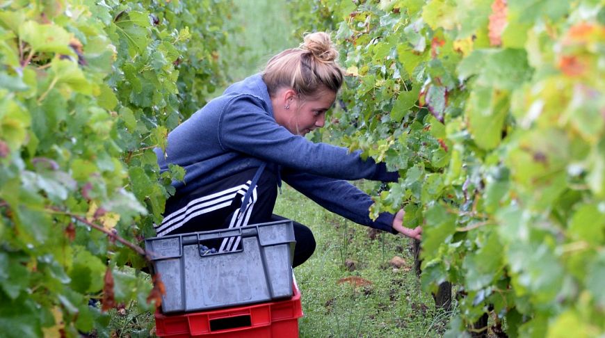 девушка собирает виноград