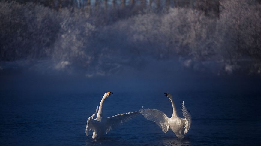 танцующие лебеди российского фотографа