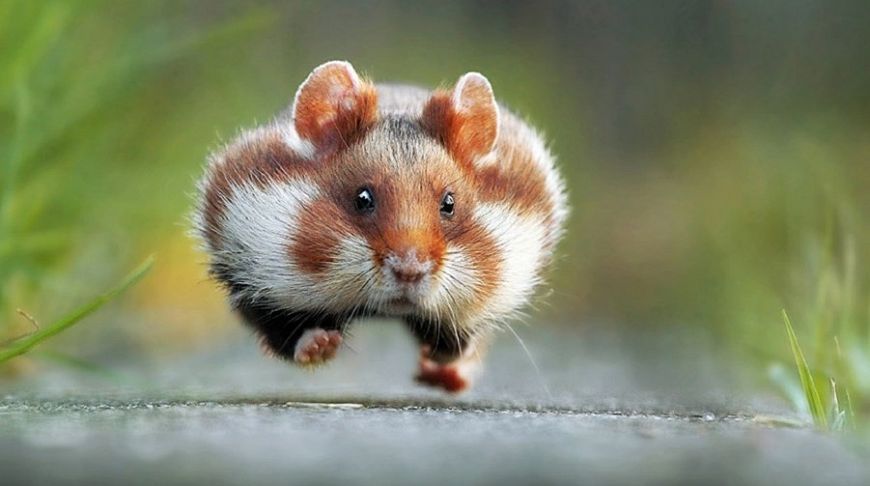 Wildlife Photography