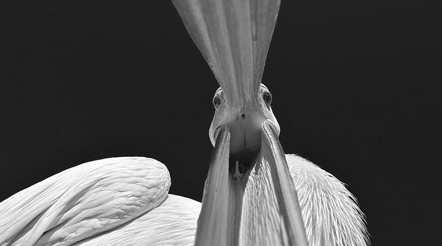 белый пеликан