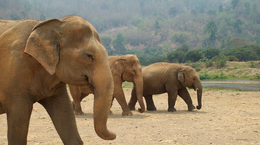Цепи прочь! Как устроена реабилитация слонов в Elephant Nature Par