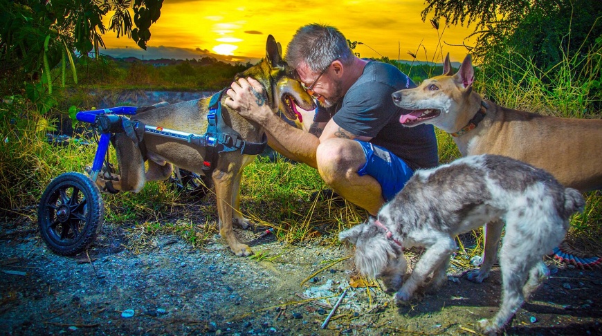 Собачий ангел-хранитель: как шотландец ежедневно спасает десятки тайских псов