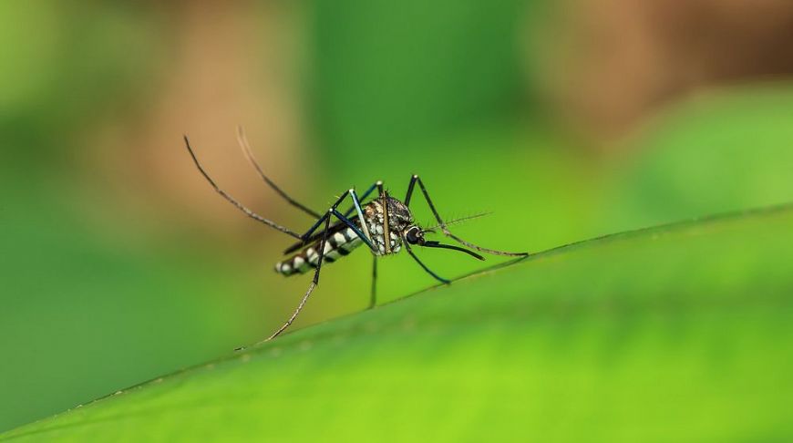 Стоит ли бояться лихорадки денге: отвечают профессионалы госпиталя «Пхукет Интернешнл»